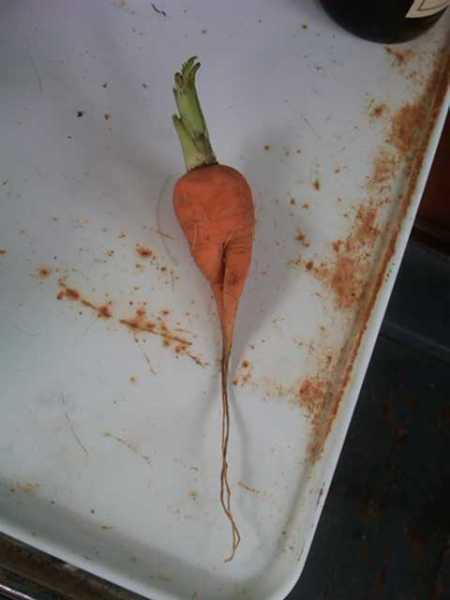 Demure Carrot 